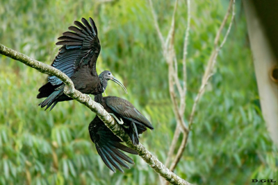 CORÒ CORÒ (Mesembrinibis cayennensis)